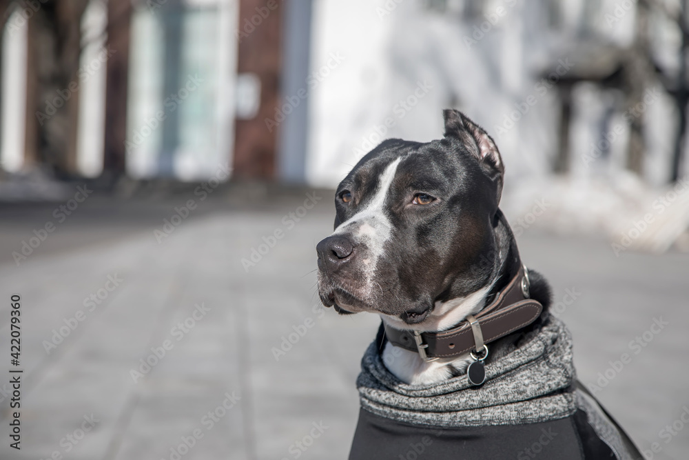 Portrait of an intelligent and beautiful dog. American Staffordshire Terrier. Black and white dog.