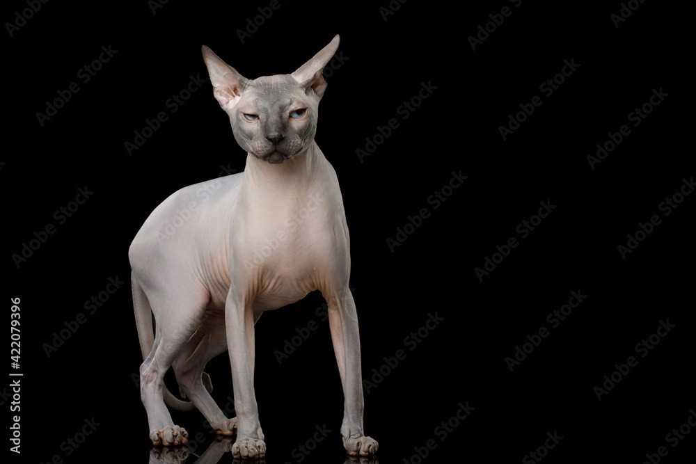 Sphynx Cat with funny muzzle, standing and smirk on isolated black background