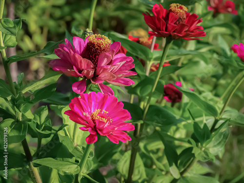 Zinnia bloom