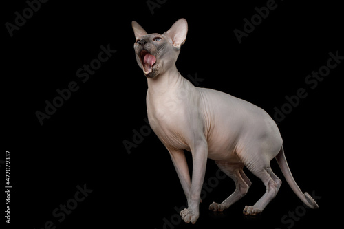 Sphynx Cat with standing  looking up and licking on isolated black background