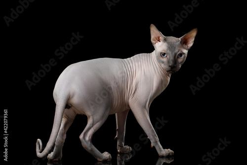 Sphynx Cat full length standing and angry stare on isolated black background © seregraff