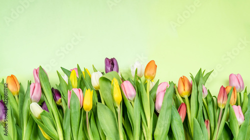 spring flowers tulips on green background