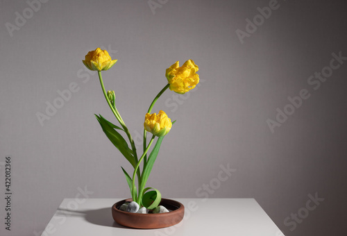 Flower arrangement of yellow tulips in ceramic vase with white stones. Art flowers decoration Ikebana. gray background photo