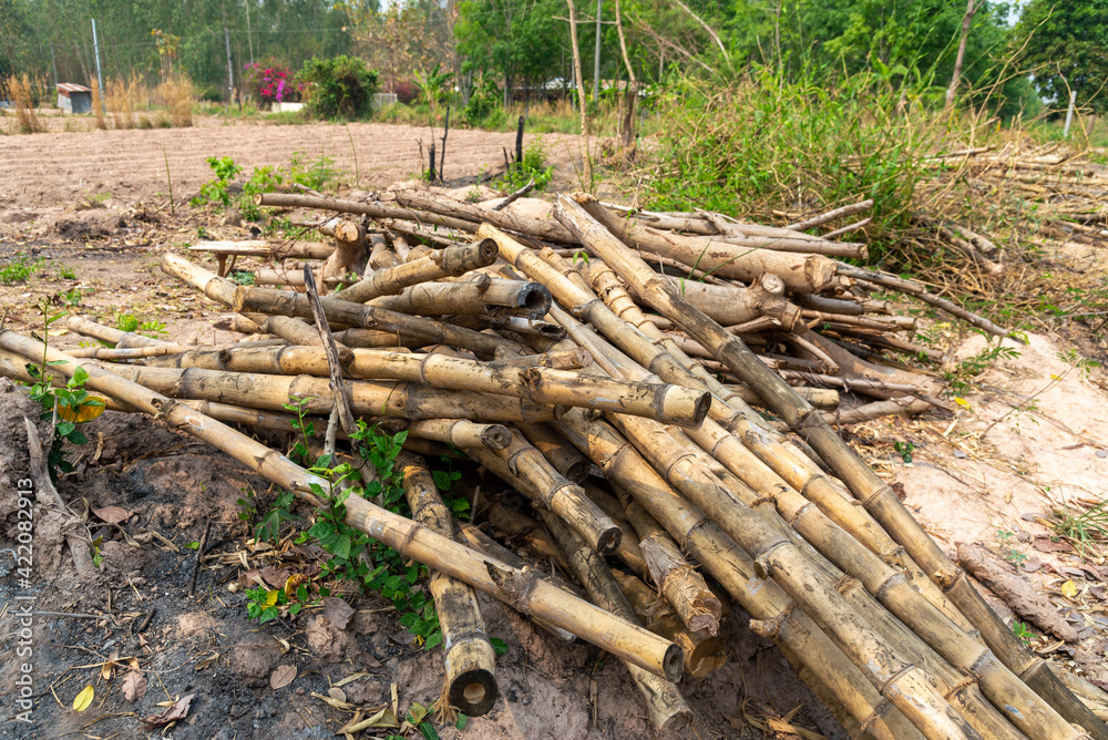 A pile of bamboo laying used to support vegetable gardening in rural area, a pile of old bamboo pieces. A pile of bamboo laying used to support vegetable gardening in rural area, a pile of old bamboo pieces.