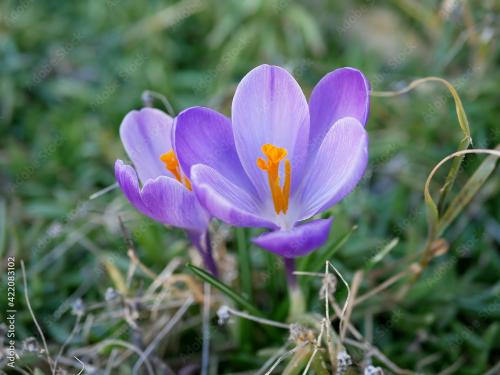 Crocus violet dans un jardin - Plantae Magnoliophyta Liliopsida Liliidae Liliales Iridaceae Crocus violet dans un jardin - Plantae Magnoliophyta Liliopsida Liliidae Liliales Iridaceae