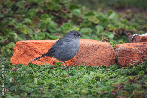Fotografía Closeup of a uniform finch in a field covered in greenery with a blurry backgrou