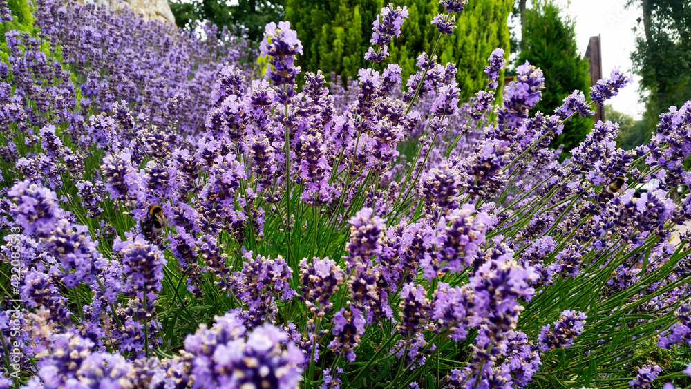 Fototapeta premium purple flowers