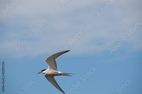 Arctic Tern, Sterna paradisaea in flight against cloudy sky