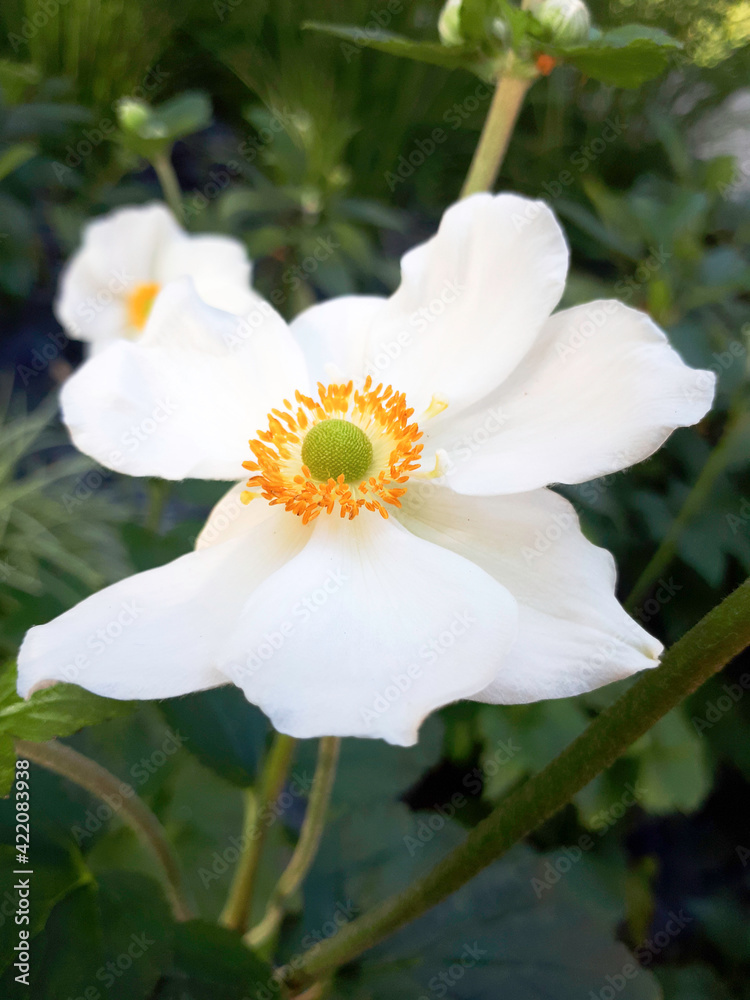 Fototapeta premium white and yellow flower of a flower