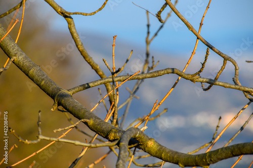 A closeup of sunlit twigs in the early spring 
