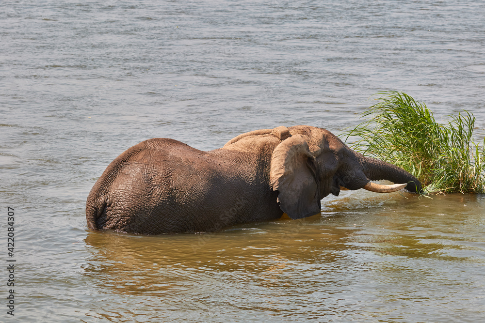 African elephant swimming in the river at Mana Pools African elephant swimming in the river at Mana Pools