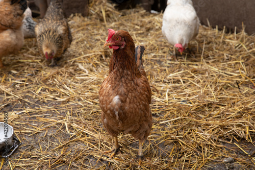 Beautiful chicken with fresh hay background photo