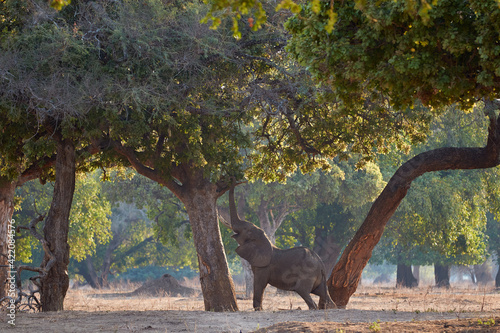 African elephant reaching the tree with his trunk up high in Mana Pools
