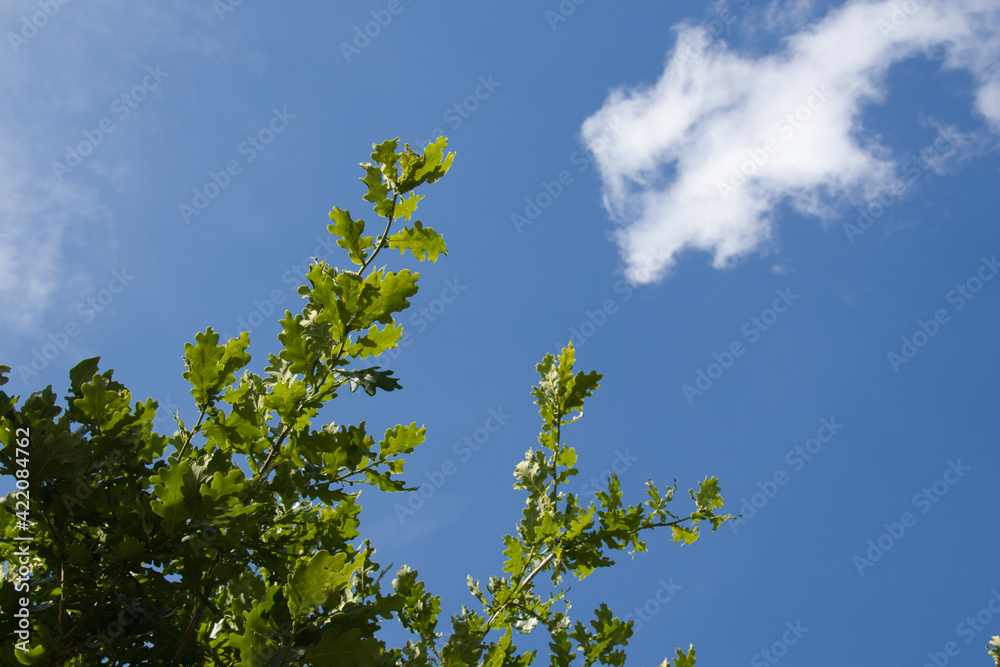 background of green oak leaves with blue sky