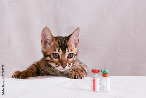 The kitten looks closely at the medicine bottles in front of him. The vaccine is prepared for the animal. Treatment concept. Animal vaccination concept