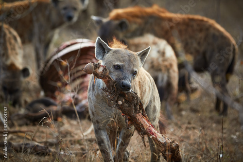 Papier peint Hyenas eating a carcass in Kruger