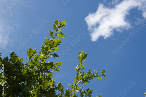 background of green oak leaves with blue sky