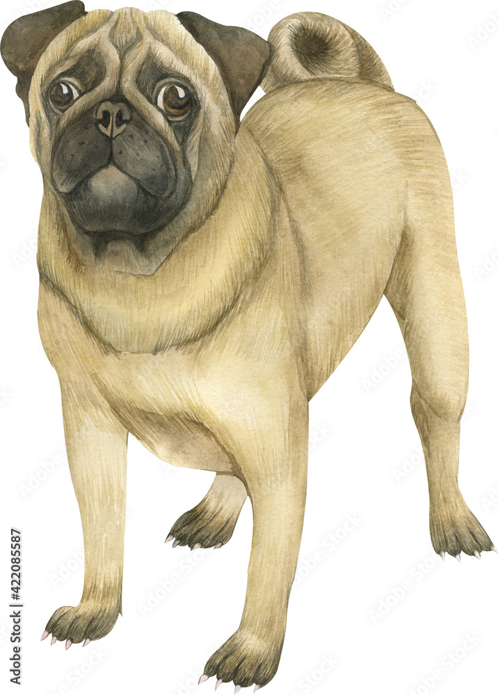 Watercolor Dog . Pug Portrait. Hand Painted Illustration of Pets. Watercolor Pug illustration isolated on white background. 