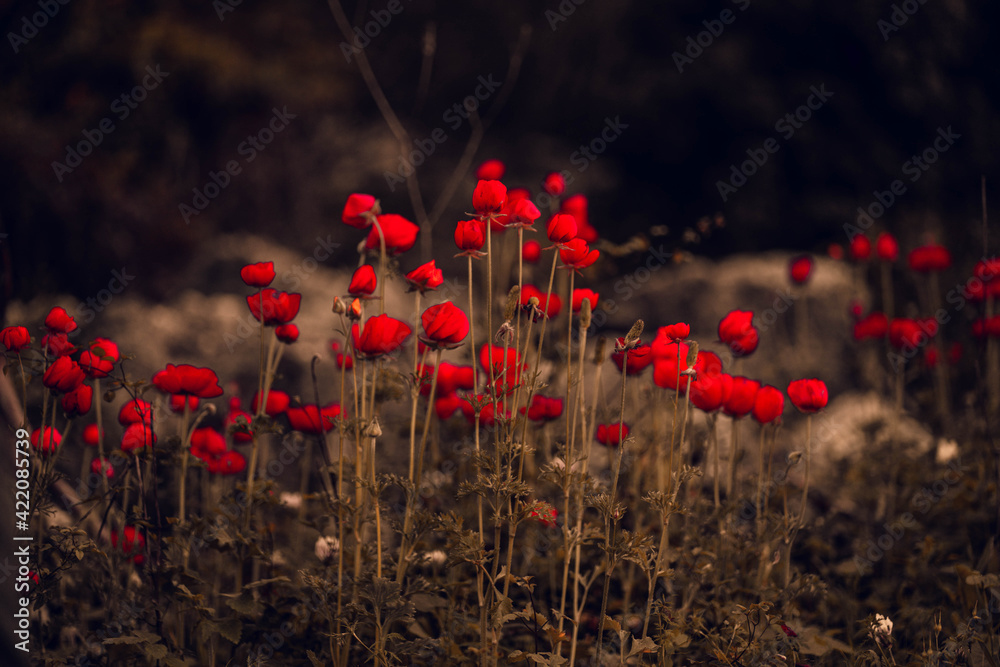 Obraz premium poppies in the field