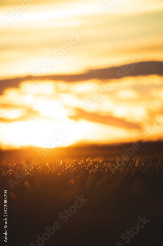 Fototapeta Naklejka Na Ścianę i Meble -  Golden sunset with grass in the foreground