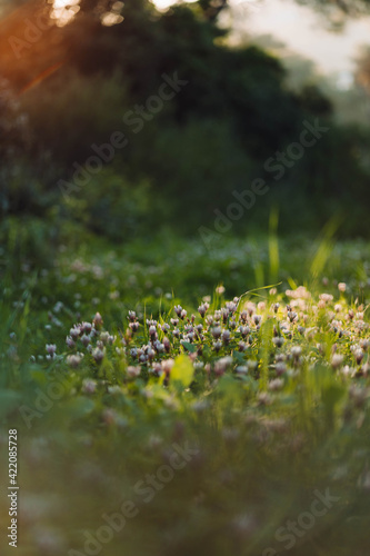 flowers in the forest