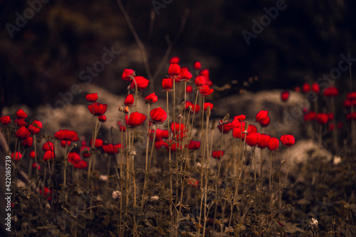 poppies in the field