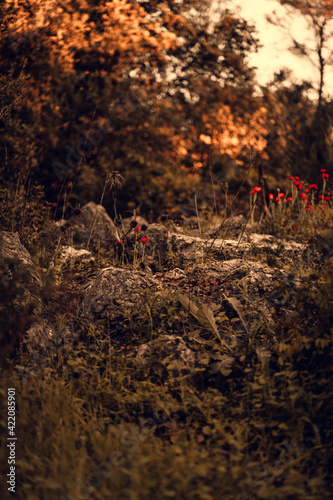 forest