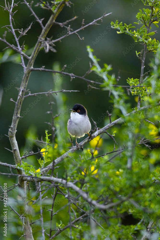 black backed shrike