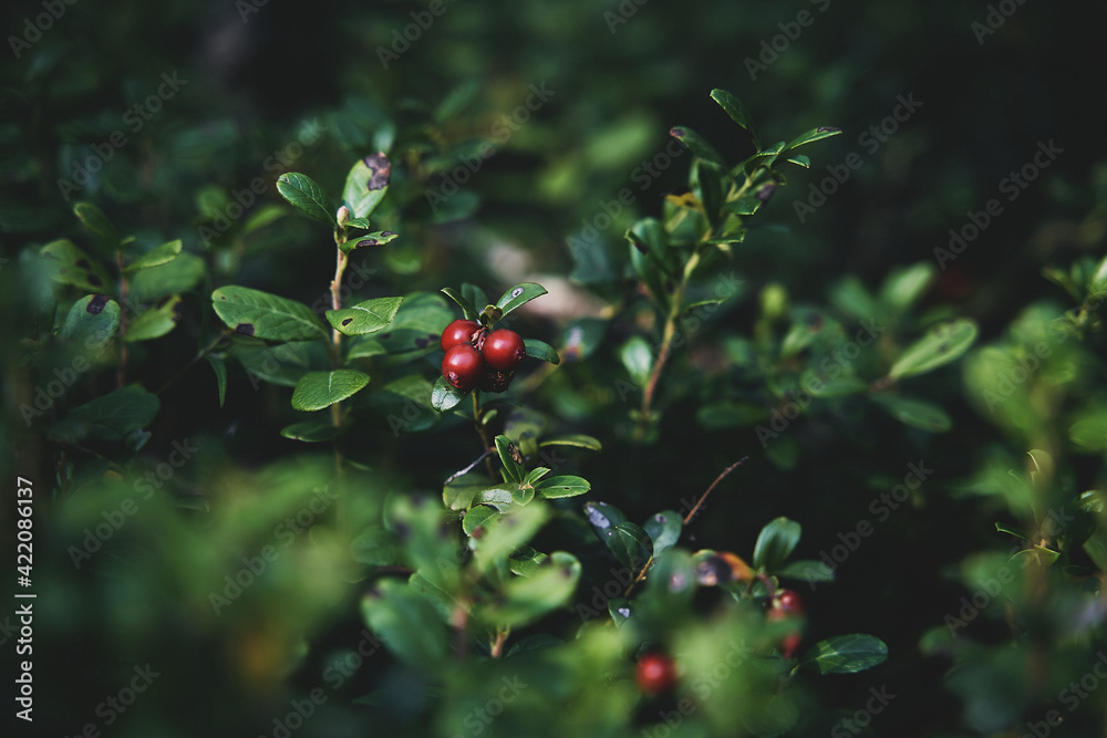 Lingonberry berries are dark red on a branch growing in the forest, surrounded by dark green leaves. Lingonberry berries are dark red on a branch growing in the forest, surrounded by dark green leaves.