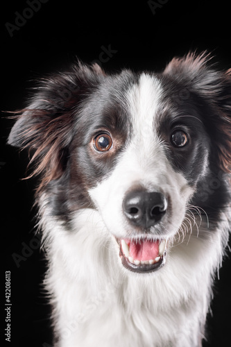 Portrait of happy border collie dog face of black and white color. Isolated on black background.