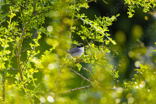 bird on a tree