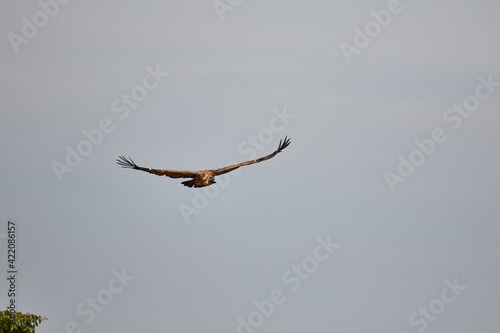 Vulture in flight in Kenya