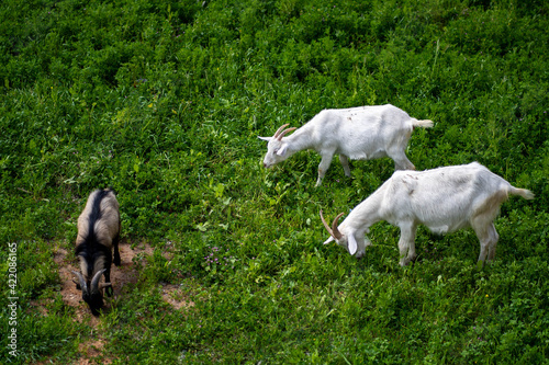 goats on the meadow