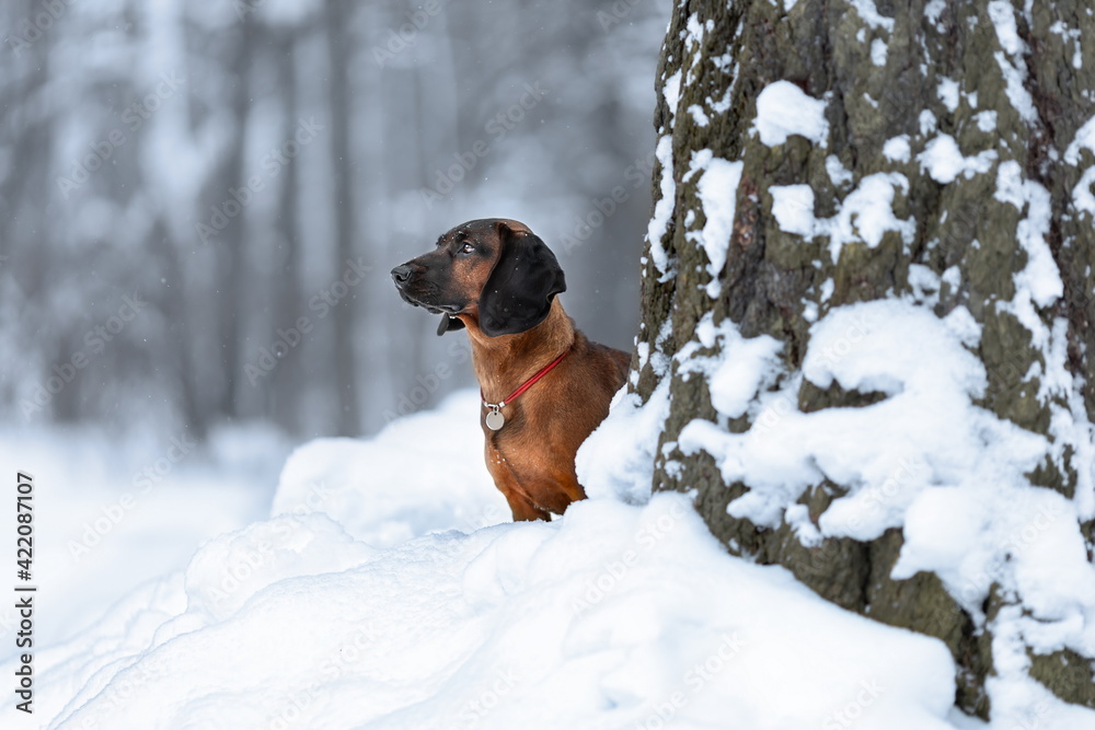 Young bavarian mountain hound dog standing at winter nature on snow Young bavarian mountain hound dog standing at winter nature on snow
