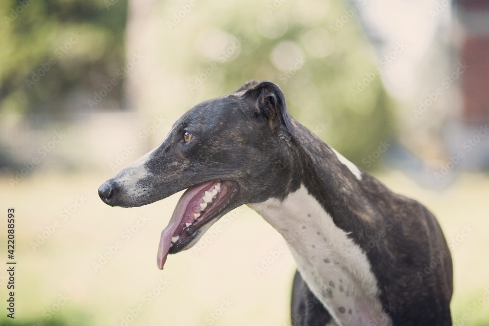 can polish greyhound be black