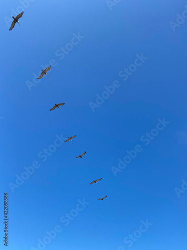 pelicans in flight © Evgeny