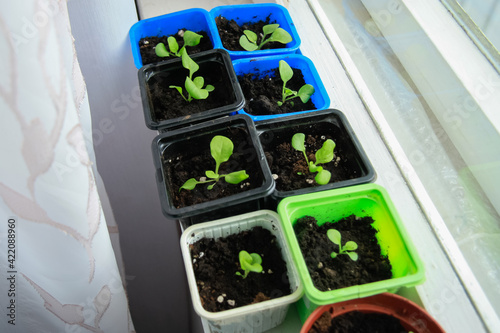 Petunia seedlings sprang up in small containers on the window. photo