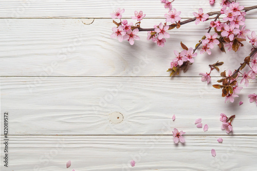 Sakura or cherry blossoming branch on white wooden background.