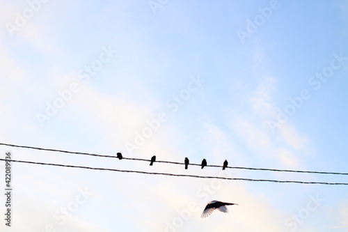 Birds on power lines wires. Black Crow Raven against Blue Sky and Flying Magpie 