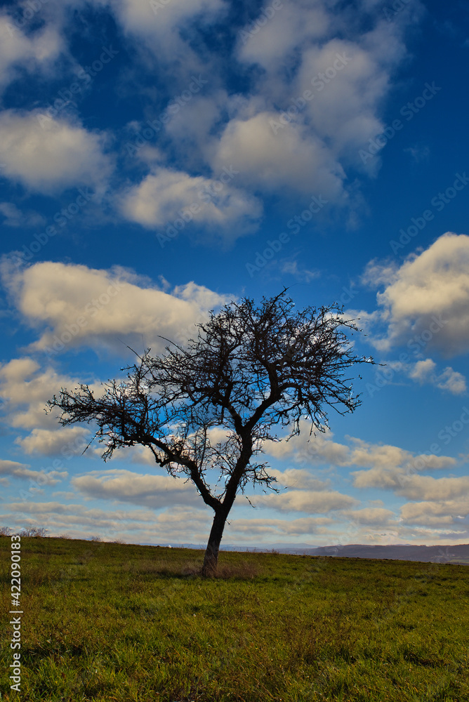 kahler Apfelbaum im Herbst bewölkter HImmel kahler Apfelbaum im Herbst bewölkter HImmel