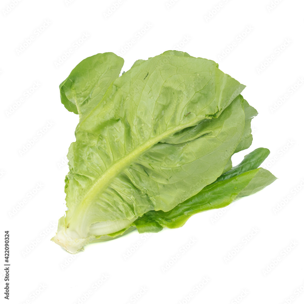 Cos Lettuce or Romaine Lettuce (Lactuca sativa L. var. longifolia) isolated on white background.Food ingredients in salads or Healthy food concept for weight loss Grown in hydroponics systems. Cos Lettuce or Romaine Lettuce (Lactuca sativa L. var. longifolia) isolated on white background.Food ingredients in salads or Healthy food concept for weight loss Grown in hydroponics systems.
