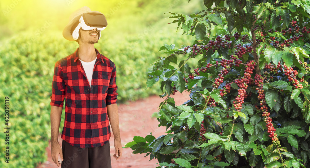 Farmer with hat next on coffee plant with ripe red fruits, ready for harvest, field at sunset. Space for text.
