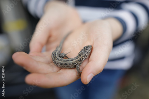 Shallow depth of field (selective focus) details of a small field lizard in the hands of a little girl.