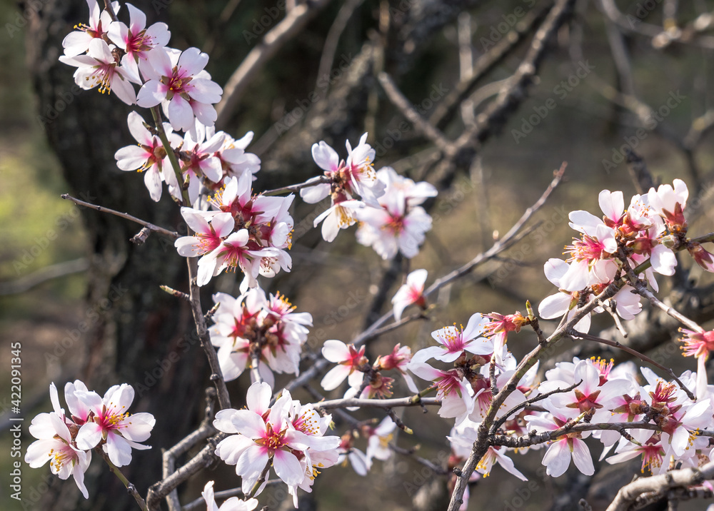 Pink flowers on branches of blooming almonds in early spring in the forest Pink flowers on branches of blooming almonds in early spring in the forest