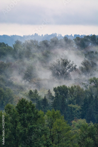 Vaporazing fog over growing trees on overcast sky background