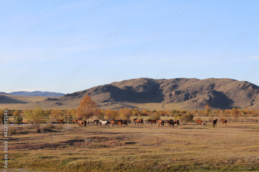 Fototapeta premium Herd of wild horses grazing on autumn meadow. Mares Stallions and Foals multicolored flock of dark Bay, Chestnut, Dun, Black, Dapple Gray, white colors of fur. River, mountain, yellow scenic view
