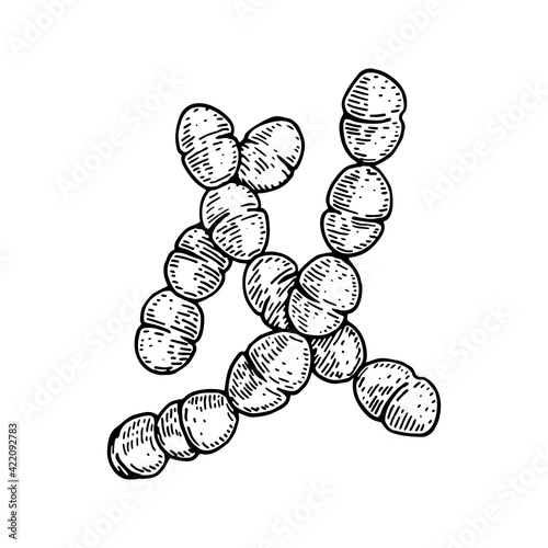 Hand drawn probiotic streptococcus thermophiles bacteria. Good microorganism for human health and digestion regulation. Vector illustration in sketch style