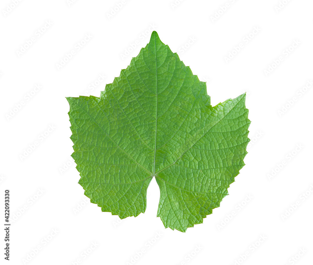 Grape leaf isolated on white background. Perfectly crafted grape leaf for use in collage Grape leaf isolated on white background. Perfectly crafted grape leaf for use in collage