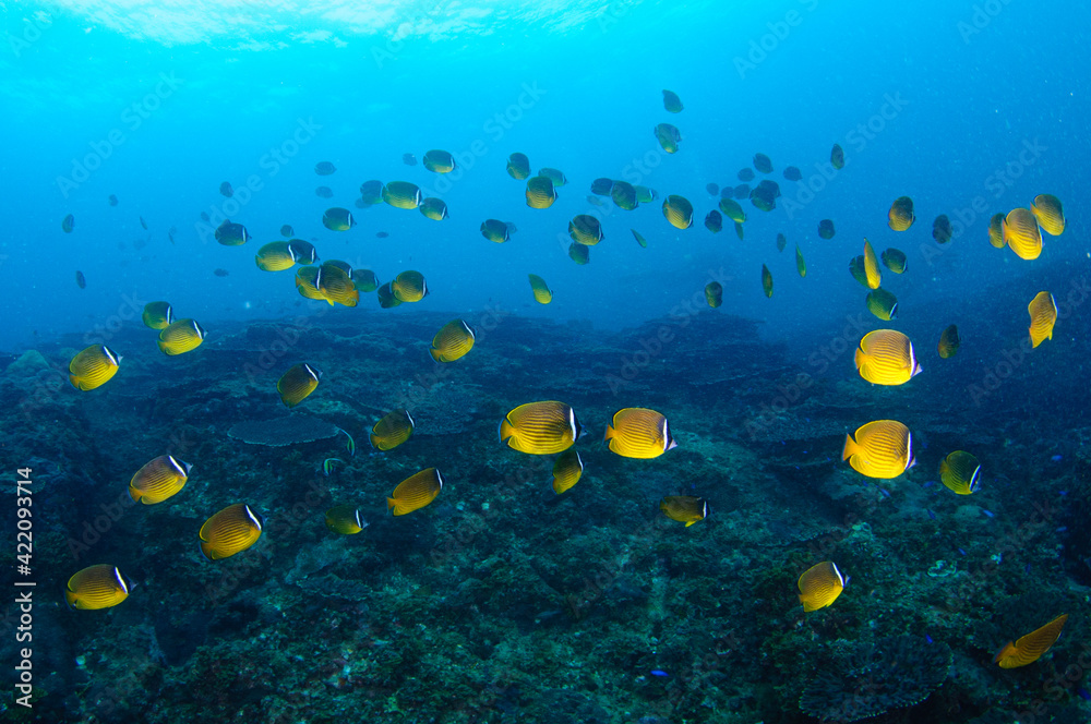 Naklejka premium チョウチョウウオ