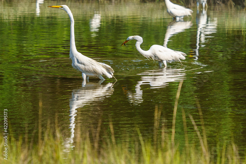 Egrets and Storks in the Marsh  Jenkin s Point